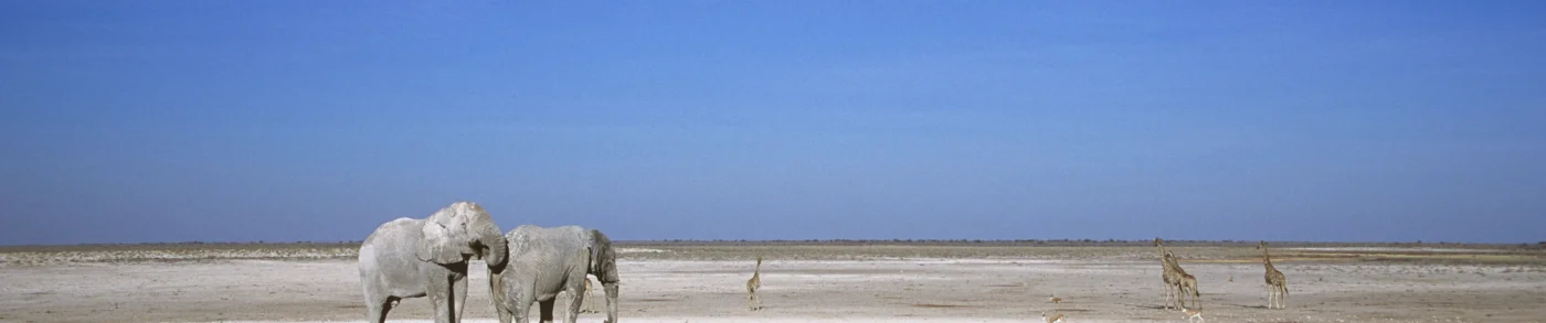 Etosha pan-009